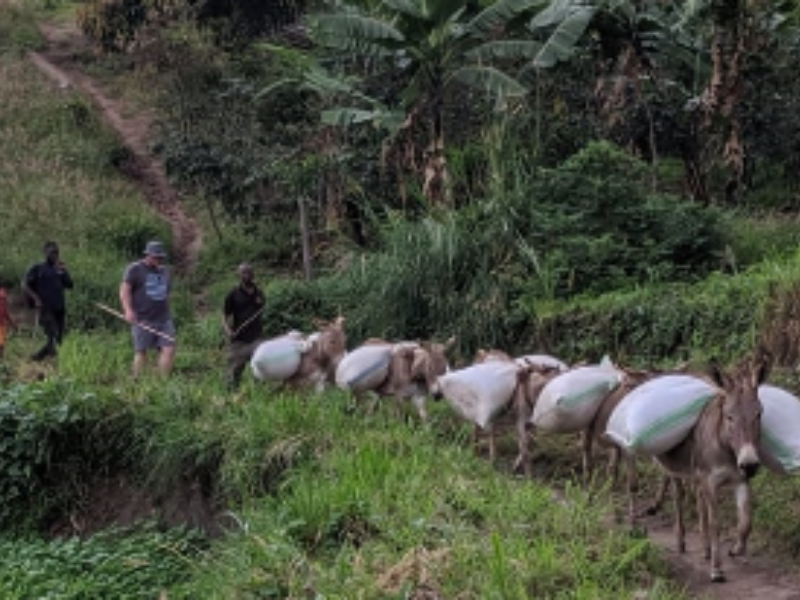 BrewBag - ウガンダ ルウェンゾリ ドンキー アフリカンムーン ナチュラル A