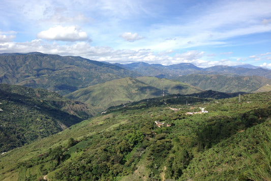 コロンビア ナリーニョ グランホヤ スプレモ（中浅煎り）