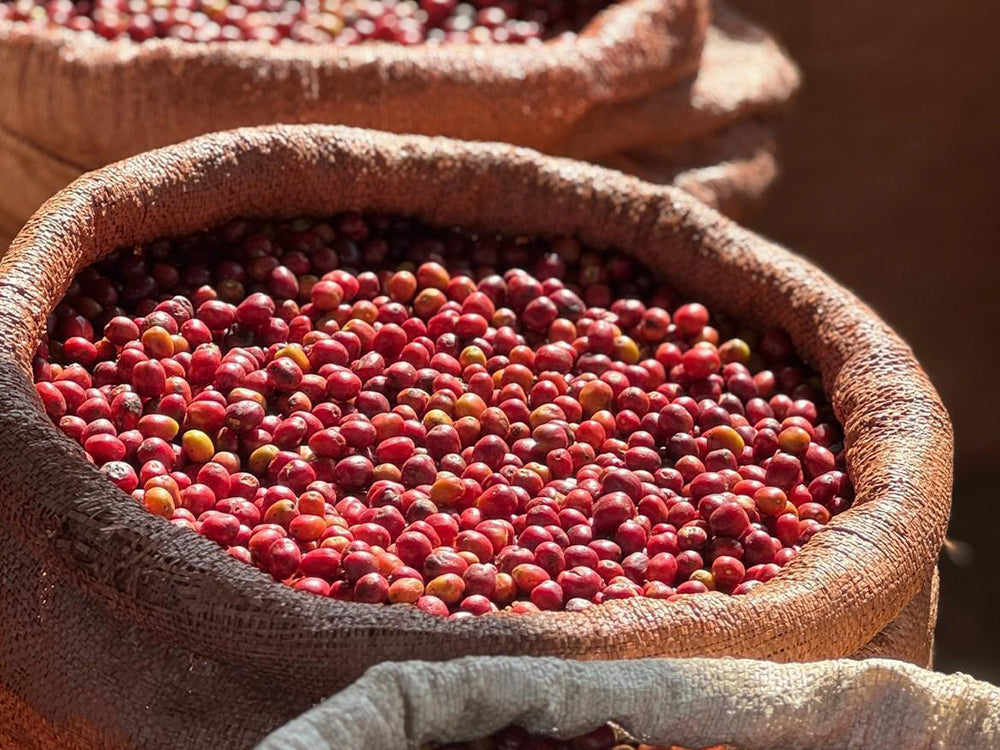 エチオピア グジ ナチュラル（中浅煎り）