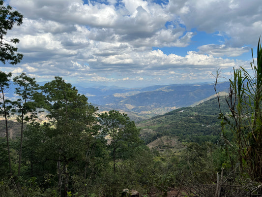 Brew Bag - グアテマラ Don Cleto農園 ナチュラル（中浅煎り）