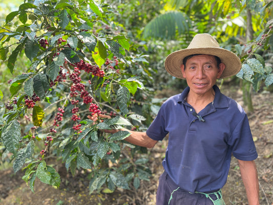 Brew Bag - グアテマラ Don Cleto農園 ナチュラル（中浅煎り）