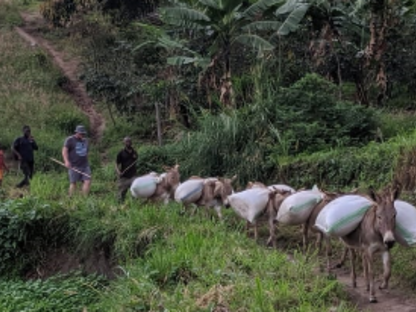 BrewBag - ウガンダ ルウェンゾリ ドンキー アフリカンムーン ナチュラル A