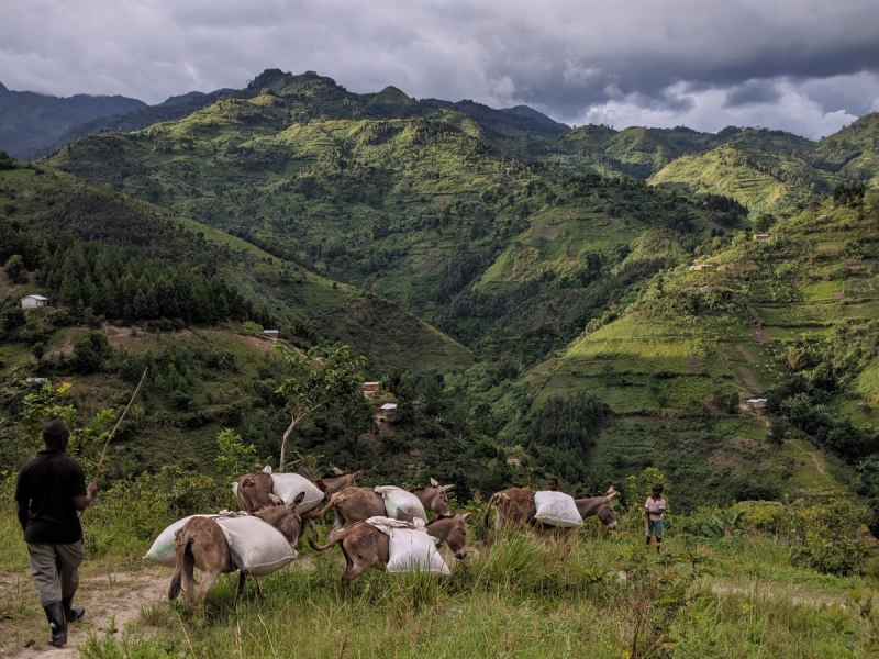 BrewBag - ウガンダ ルウェンゾリ ドンキー アフリカンムーン ナチュラル A