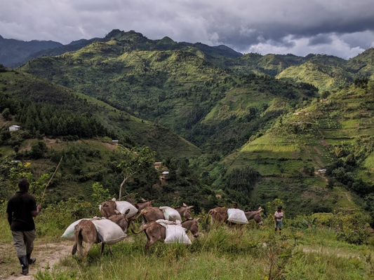 BrewBag - ウガンダ ルウェンゾリ ドンキー アフリカンムーン ナチュラル A
