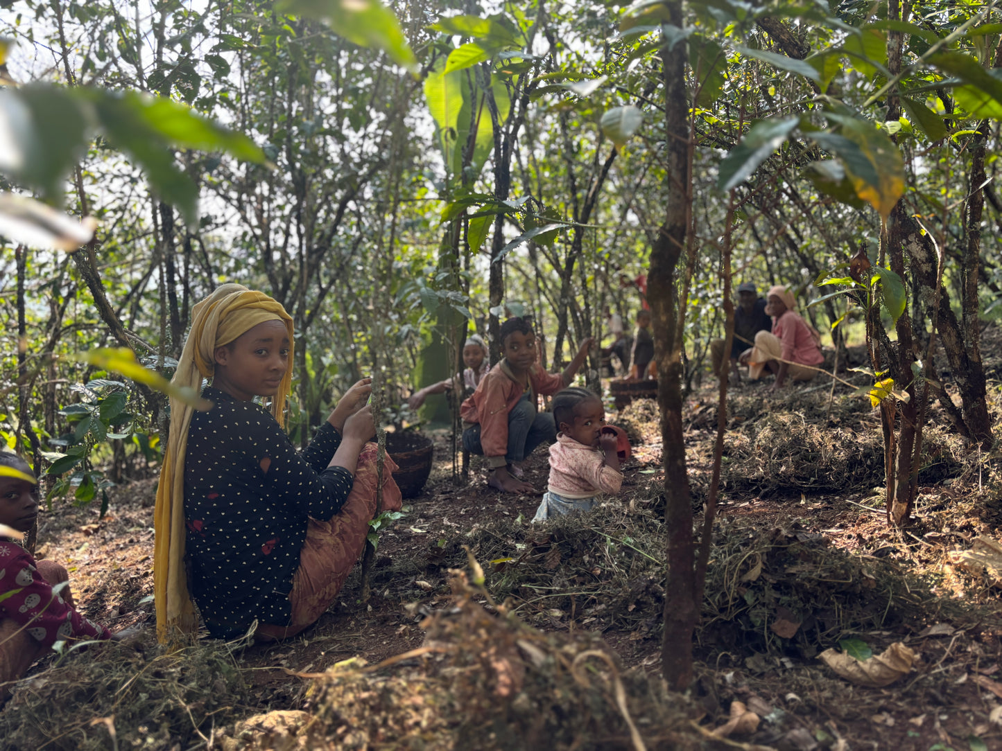 エチオピア イルガチェフェ ハルスケ ナチュラル G1 中浅煎り150g